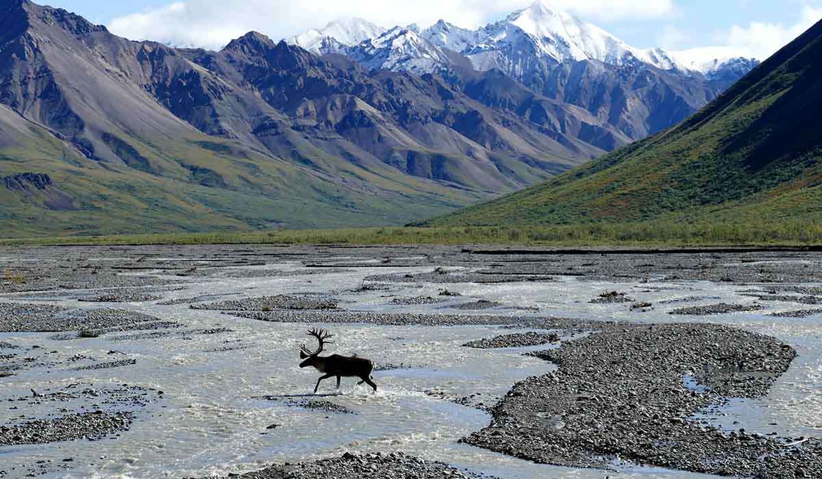 Denali-National-Park-Alaska-2024