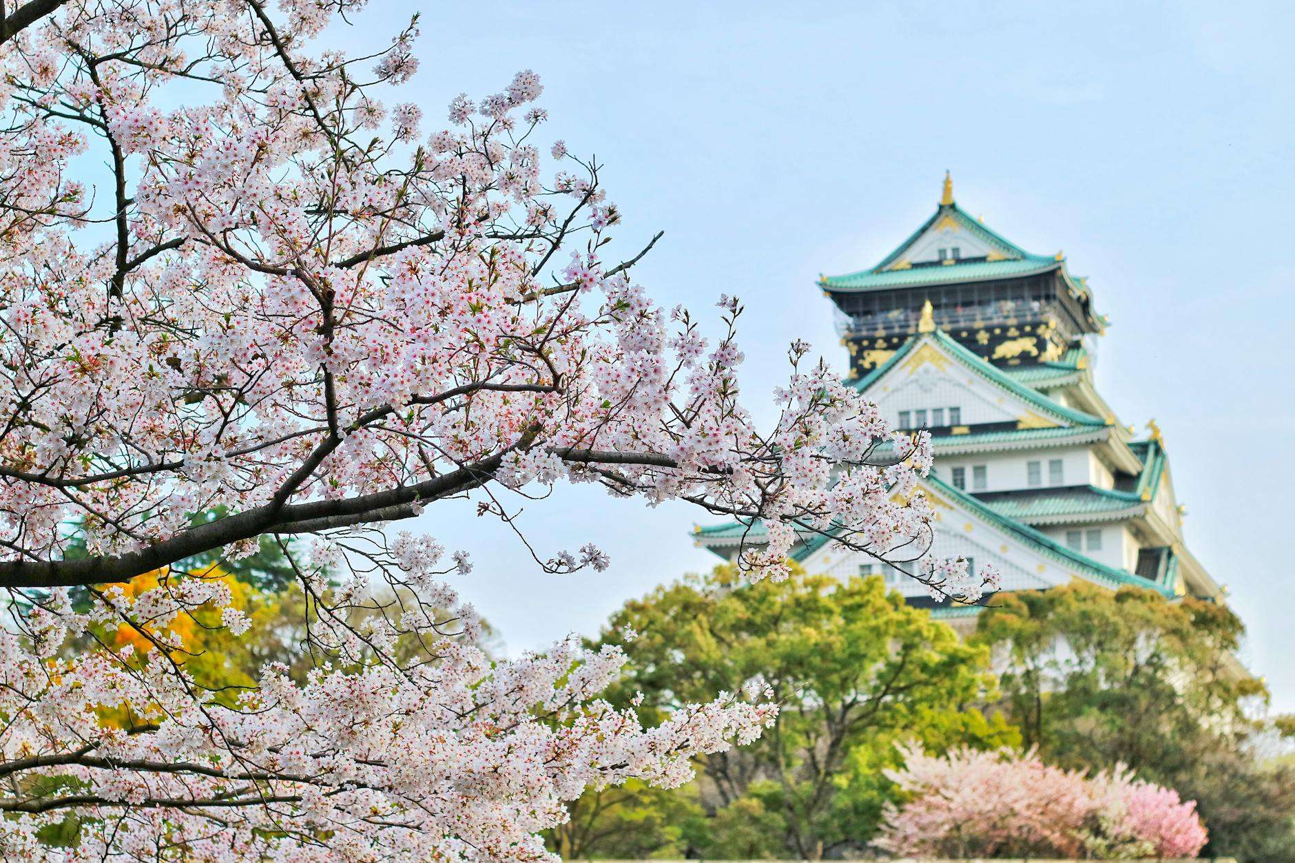 Best Time to Visit Japan for Cherry Blossoms in 2025