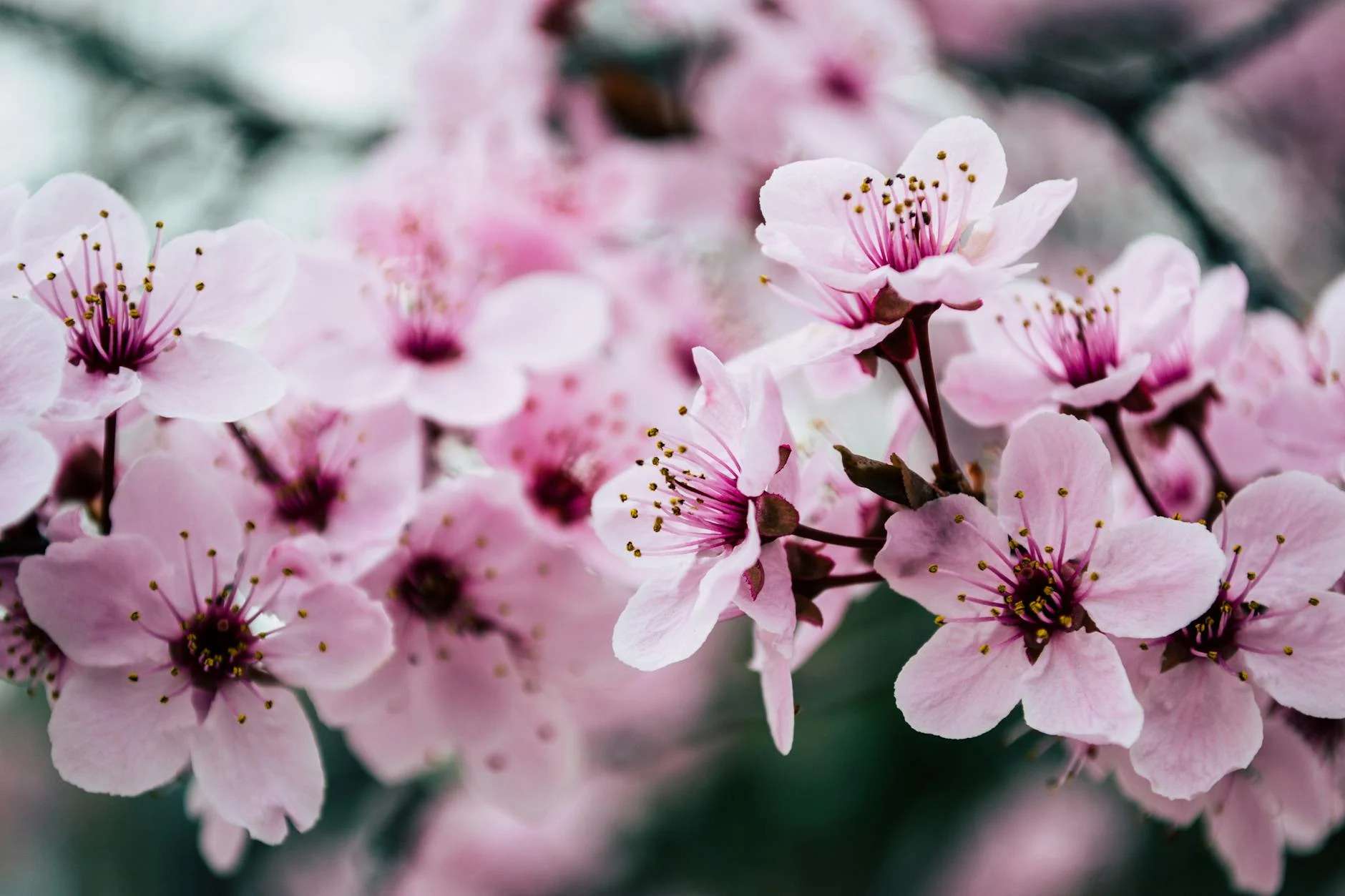 Top Cherry Blossom Viewing Spots for 2025