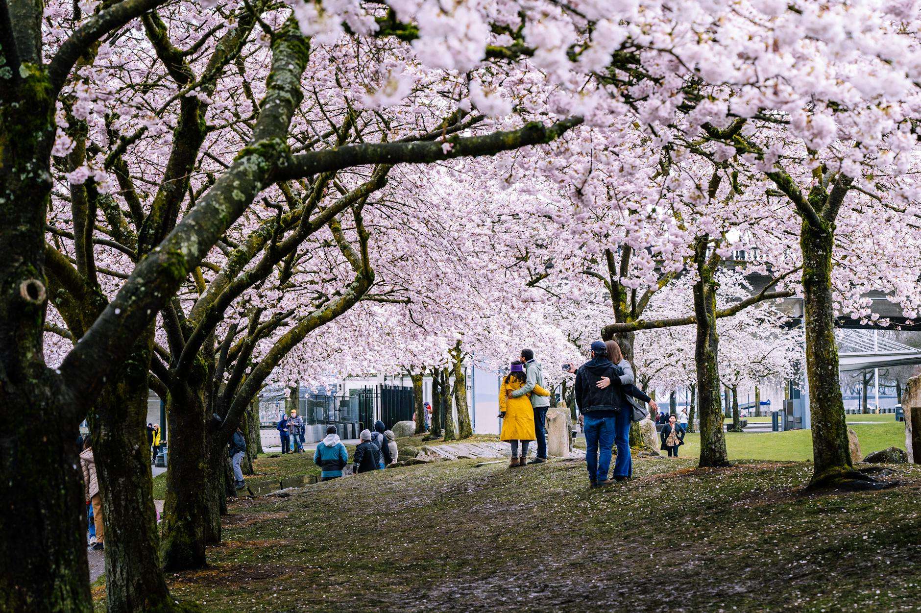 japan cherry blossom season 2025